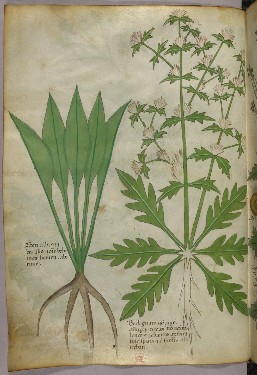 Kasvitieteellinen kuvitus, noin 1440 (tussi ja väri pergamentille). tekijältä Italian School