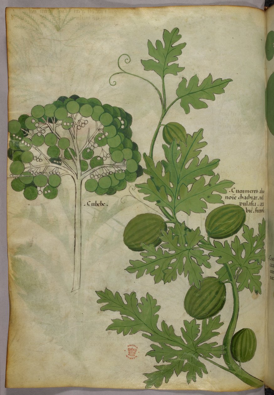 Kasvitieteellinen kuvitus, noin 1440 (tussi ja väri pergamentille). tekijältä Italian School