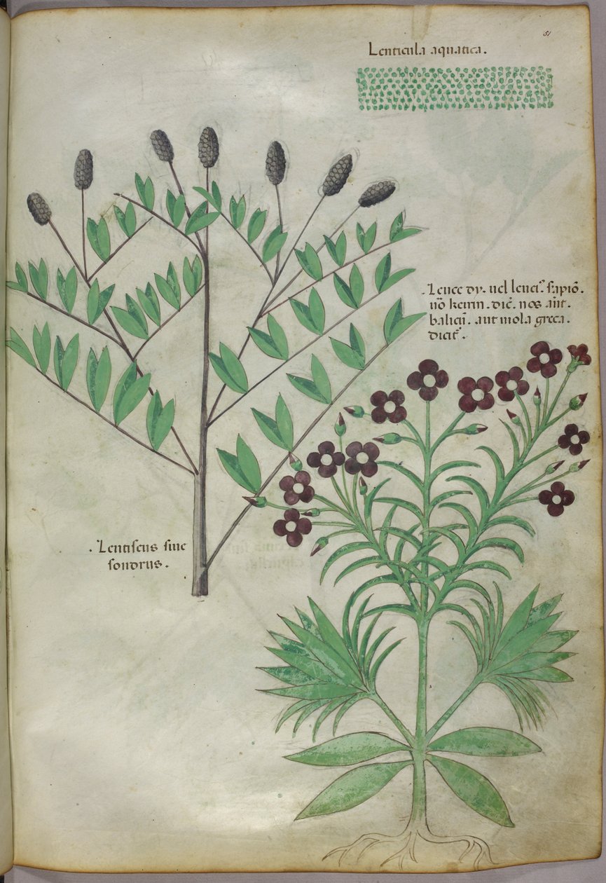 Kasvitieteellinen kuvitus, noin 1440 (tussi ja väri pergamentille). tekijältä Italian School