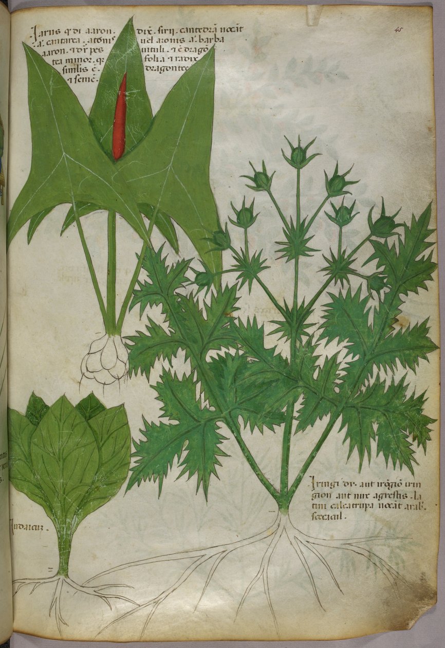 Kasvitieteellinen kuvitus, noin 1440 (tussi ja väri pergamentille). tekijältä Italian School