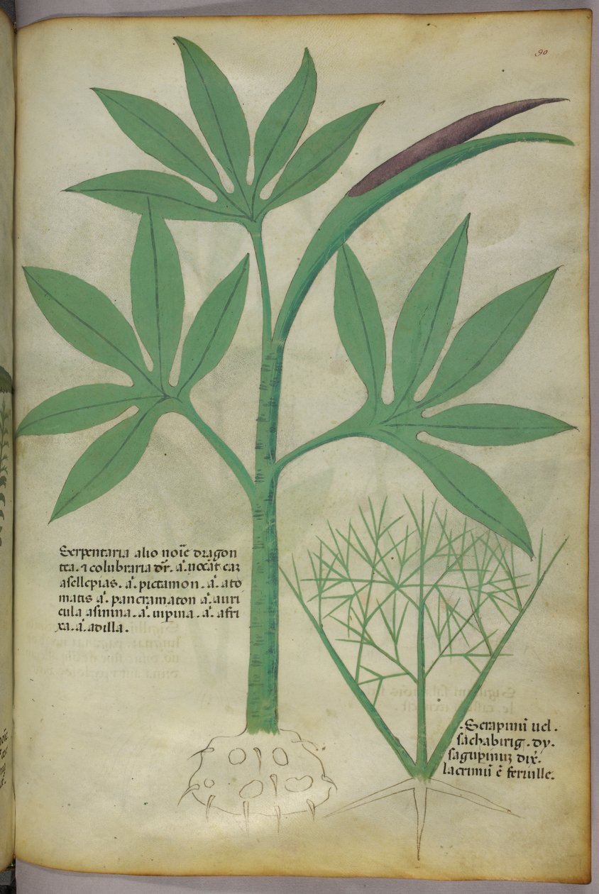 Kasvitieteellinen kuvitus, noin 1440 (tussi ja väri pergamentille). tekijältä Italian School