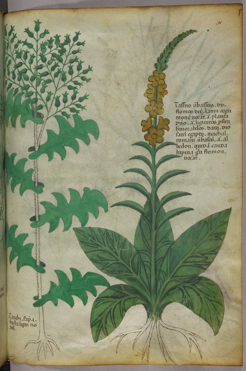 Kasvitieteellinen kuvitus, noin 1440 (tussi ja väri pergamentille). tekijältä Italian School