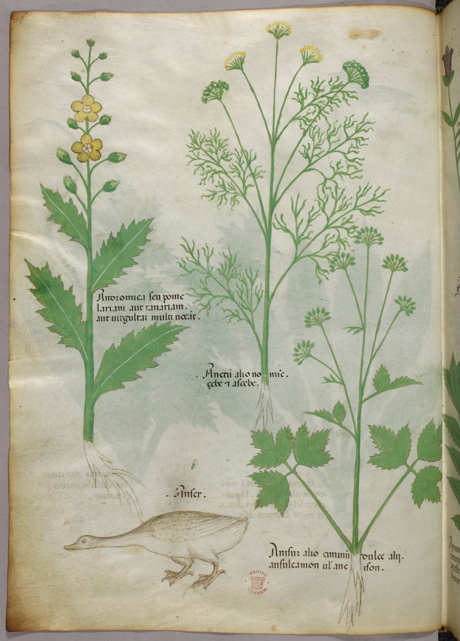 Kasvitieteellinen kuvitus, noin 1440 (tussi ja väri pergamentille). tekijältä Italian School