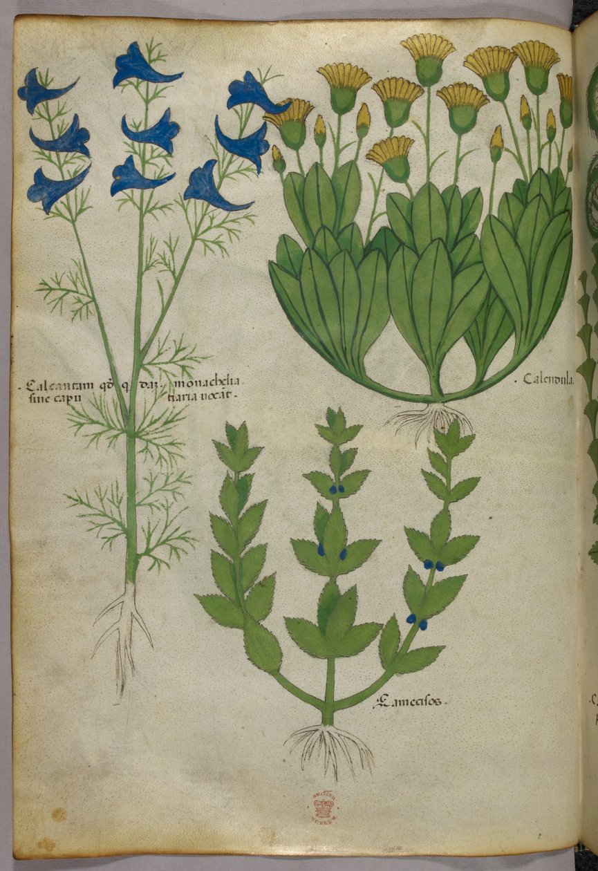 Kasvitieteellinen kuvitus, noin 1440 (tussi ja väri pergamentille). tekijältä Italian School