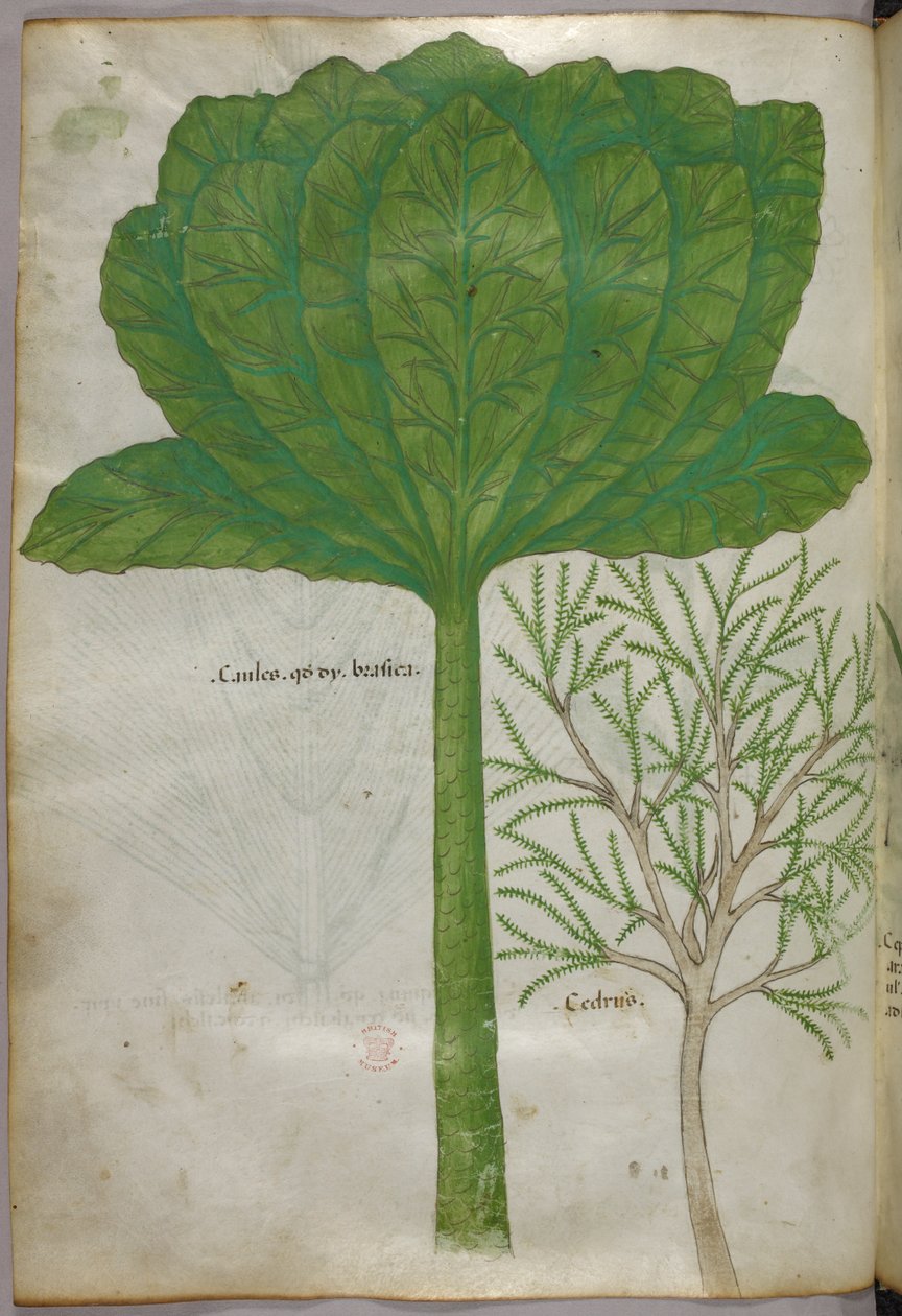 Kasvitieteellinen kuvitus, noin 1440 (tussi ja väri pergamentille). tekijältä Italian School