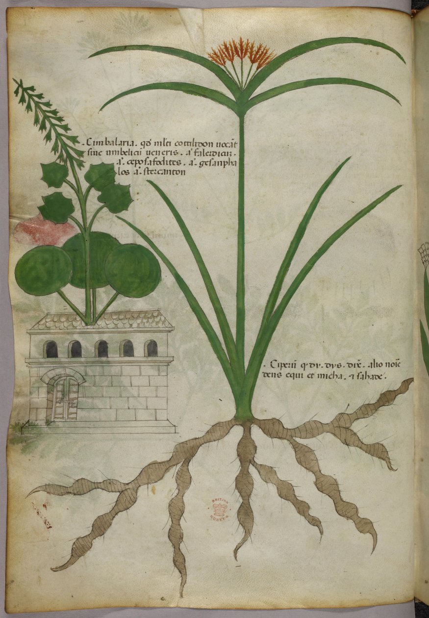 Kasvitieteellinen kuvitus, noin 1440 (tussi ja väri pergamentille). tekijältä Italian School