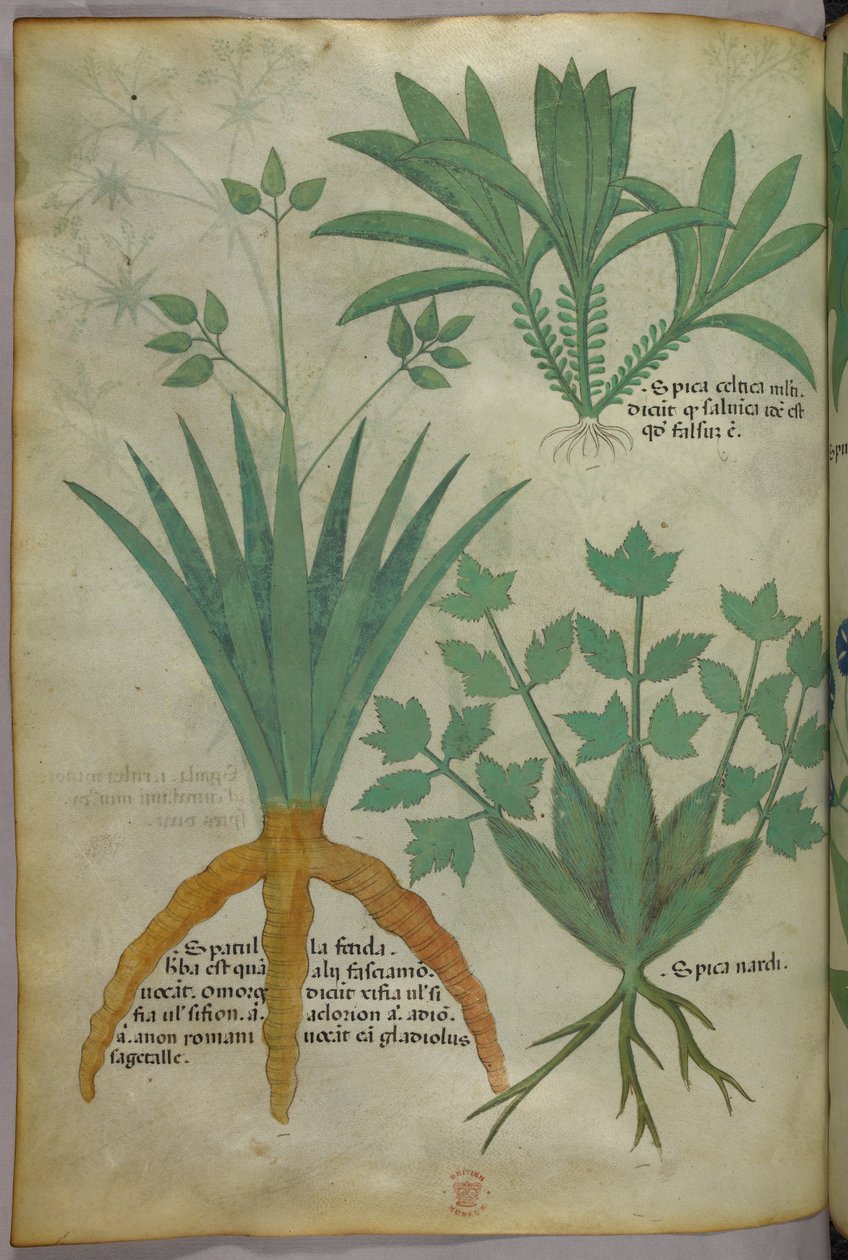 Kasvitieteellinen kuvitus, noin 1440 (tussi ja väri pergamentille). tekijältä Italian School