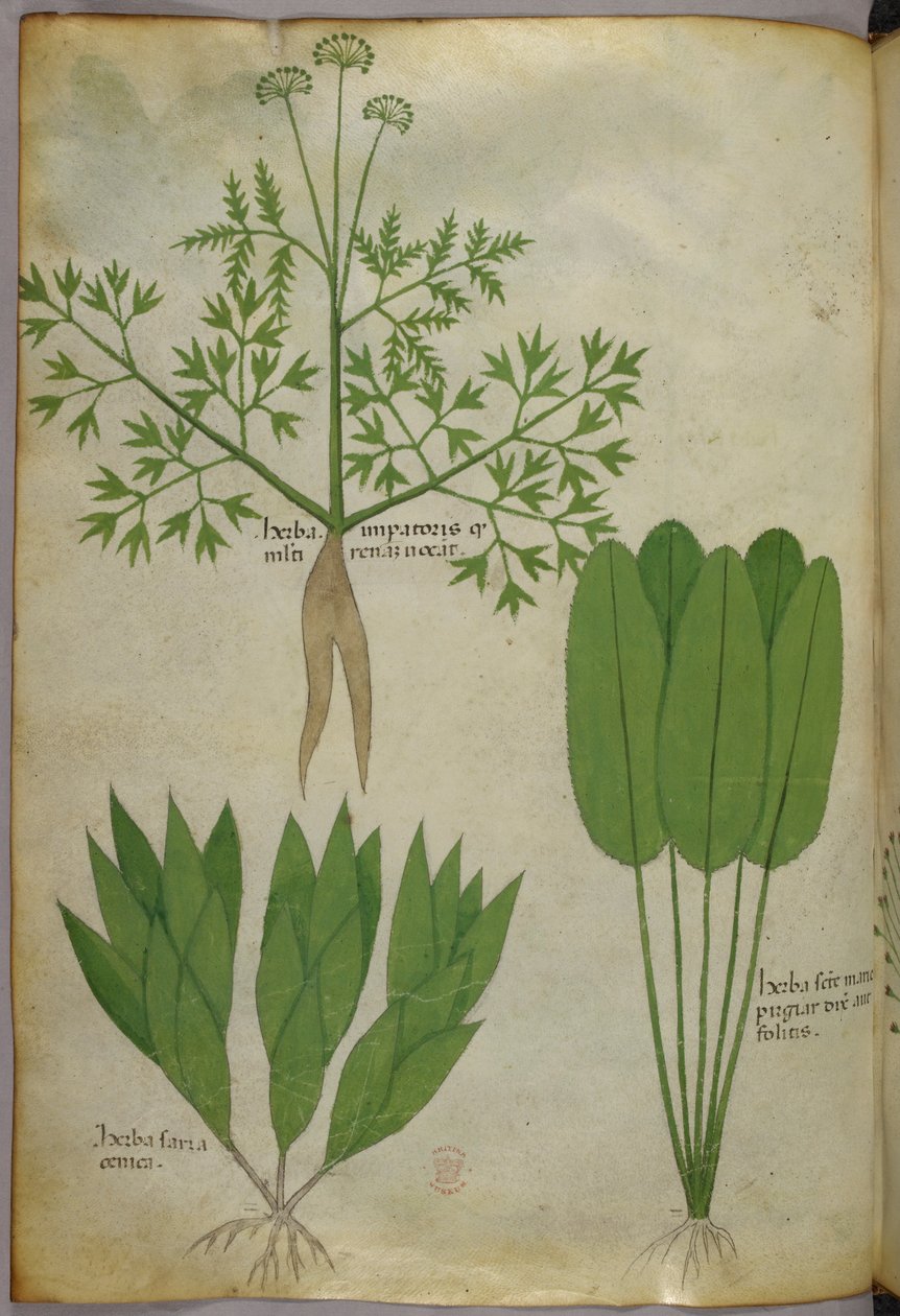 Kasvitieteellinen kuvitus, noin 1440 (tussi ja väri pergamentille). tekijältä Italian School