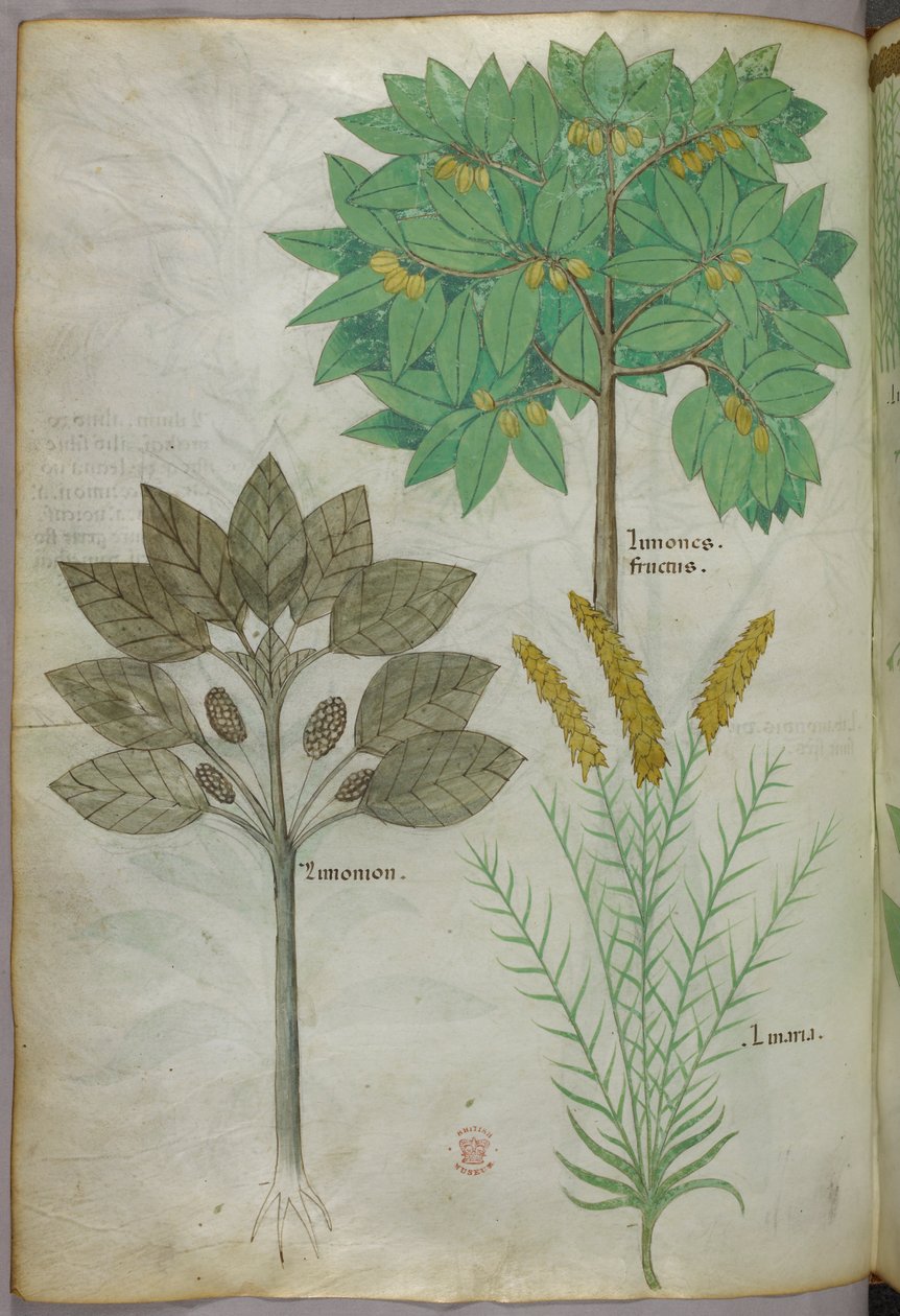 Kasvitieteellinen kuvitus, noin 1440 (tussi ja väri pergamentille). tekijältä Italian School