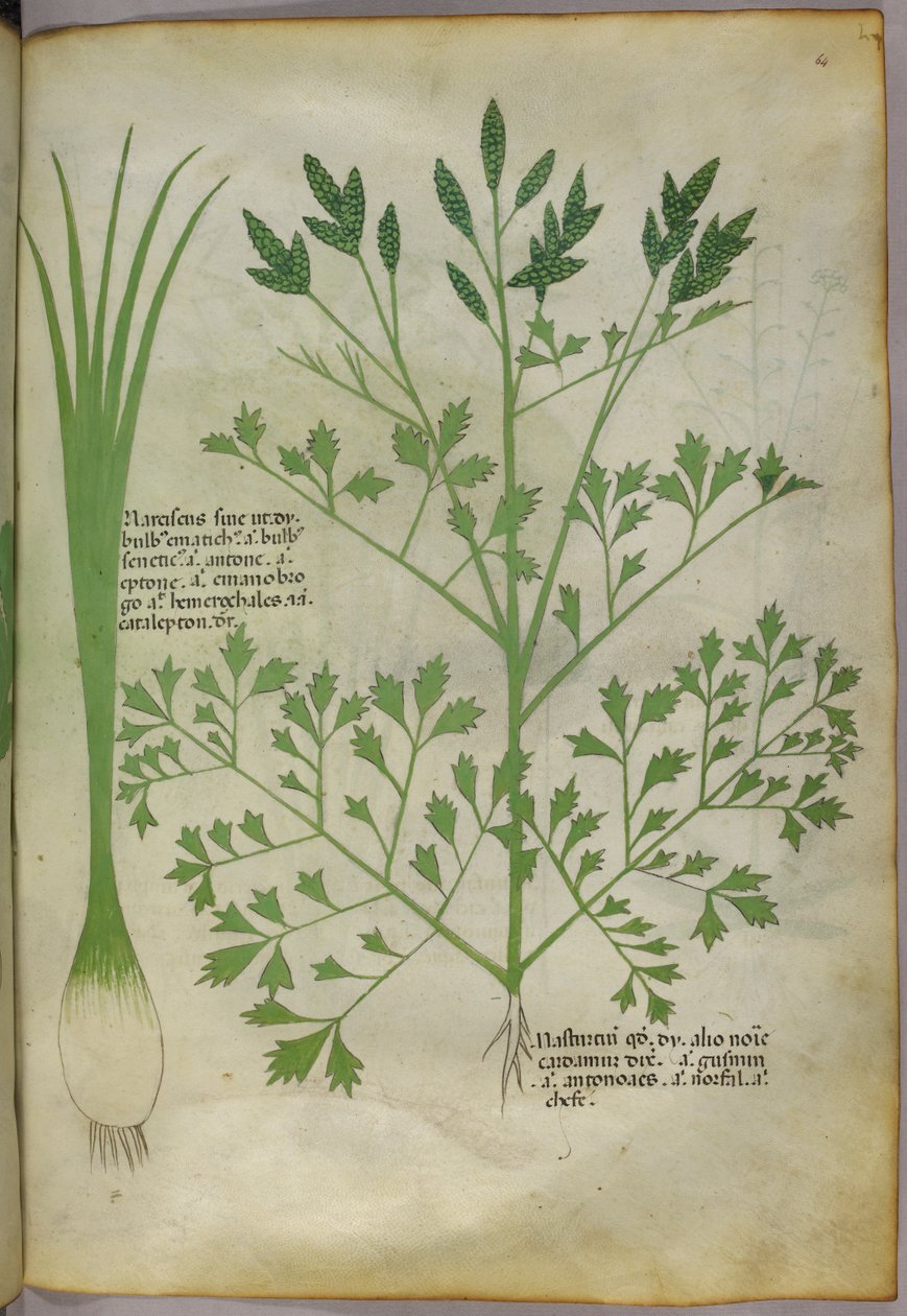 Kasvitieteellinen kuvitus, noin 1440 (tussi ja väri pergamentille). tekijältä Italian School