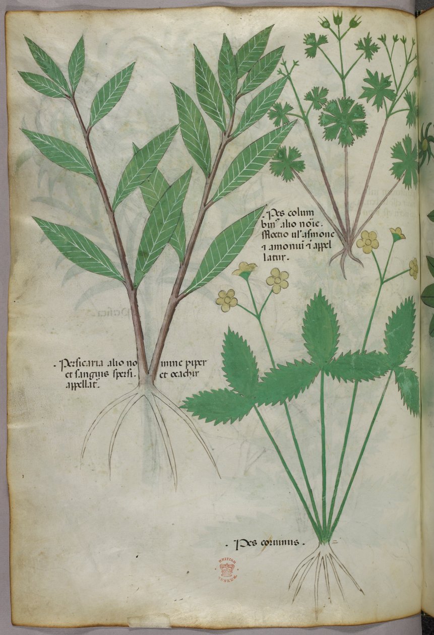 Kasvitieteellinen kuvitus, noin 1440 (tussi ja väri pergamentille). tekijältä Italian School