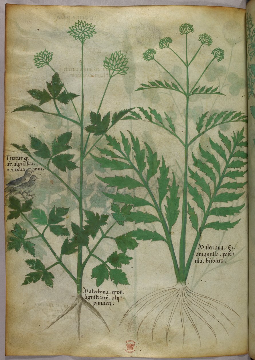 Kasvitieteellinen kuvitus, noin 1440 (tussi ja väri pergamentille). tekijältä Italian School