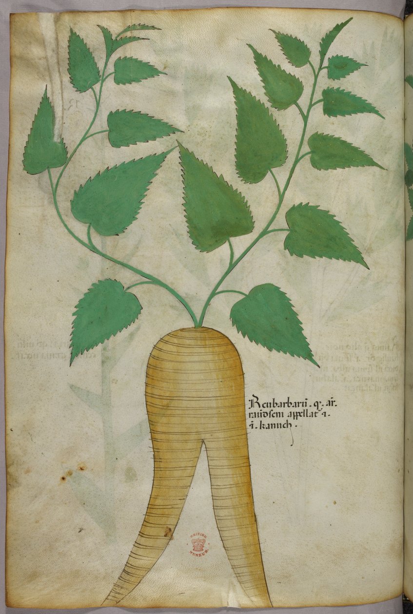 Kasvitieteellinen kuvitus, noin 1440 (tussi ja väri pergamentille). tekijältä Italian School