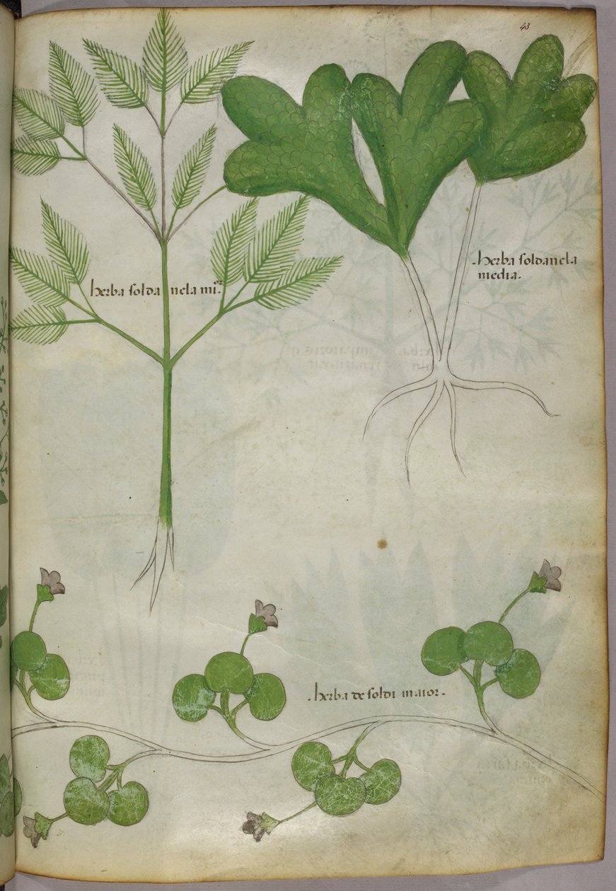 Kasvitieteellinen kuvitus, noin 1440 (tussi ja väri pergamentille). tekijältä Italian School