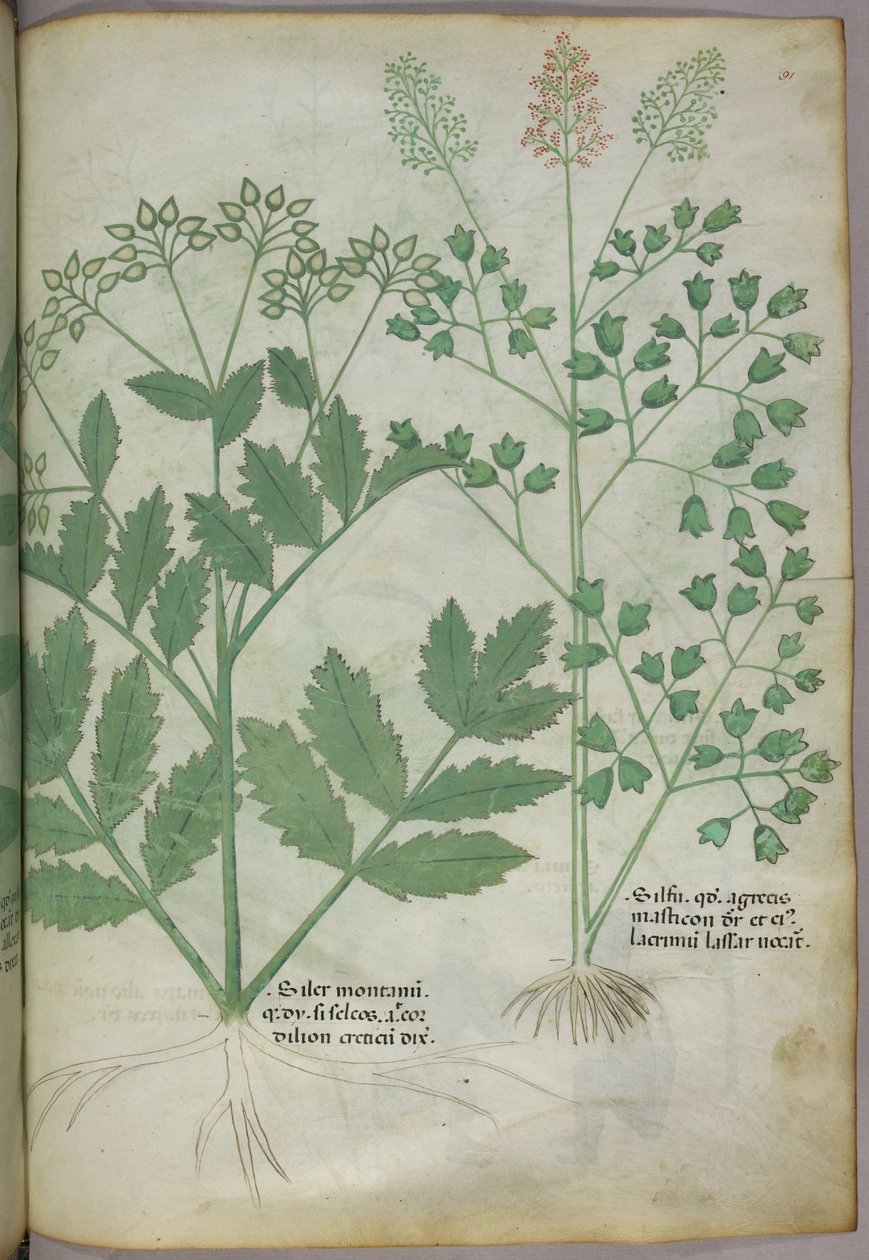 Kasvitieteellinen kuvitus, noin 1440 (tussi ja väri pergamentille). tekijältä Italian School