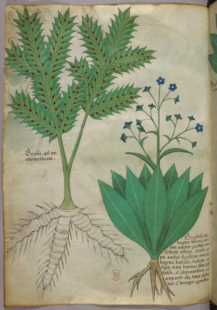 Kasvitieteellinen kuvitus, noin 1440 (tussi ja väri pergamentille). tekijältä Italian School