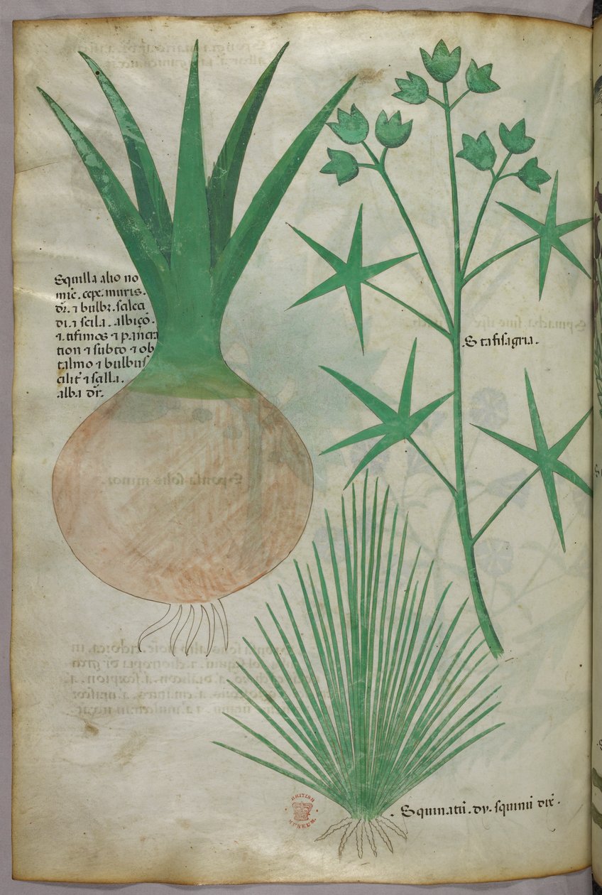Kasvitieteellinen kuvitus, noin 1440 (tussi ja väri pergamentille). tekijältä Italian School