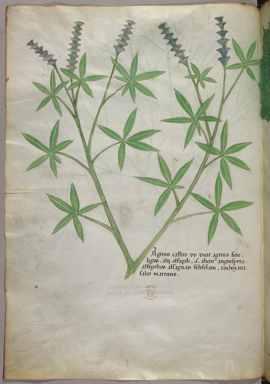Kasvitieteellinen kuvitus, noin 1440 (tussi ja väri pergamentille). tekijältä Italian School