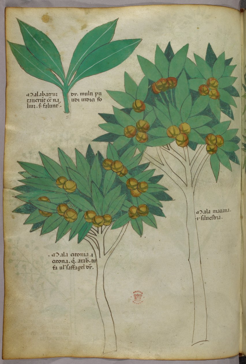 Kasvitieteellinen kuvitus, noin 1440 (tussi ja väri pergamentille). tekijältä Italian School
