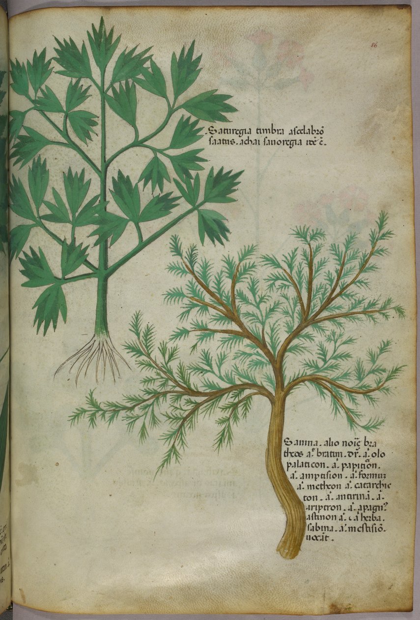 Kasvitieteellinen kuvitus, noin 1440 (tussi ja väri pergamentille). tekijältä Italian School