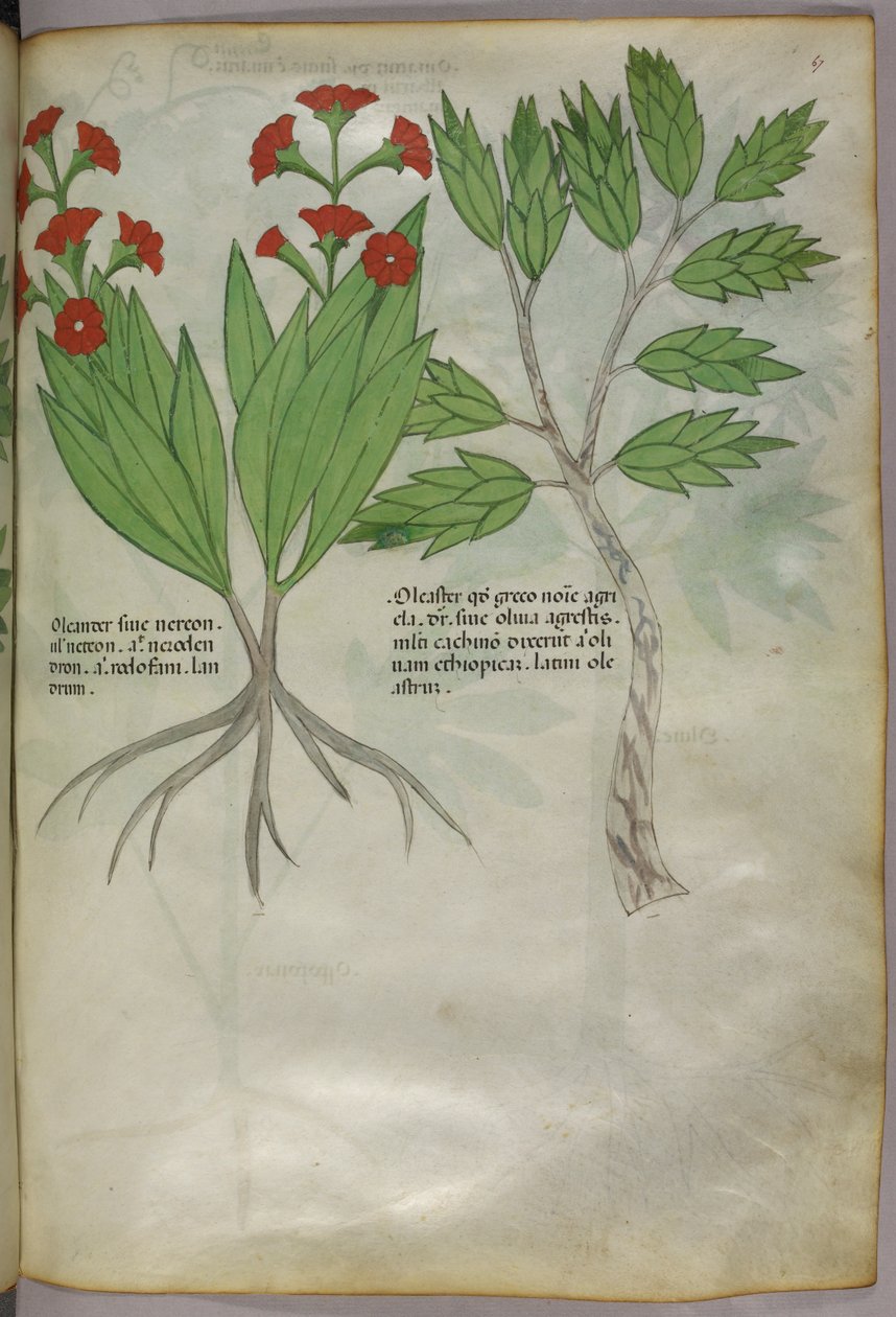 Kasvitieteellinen kuvitus, noin 1440 (tussi ja väri pergamentille). tekijältä Italian School