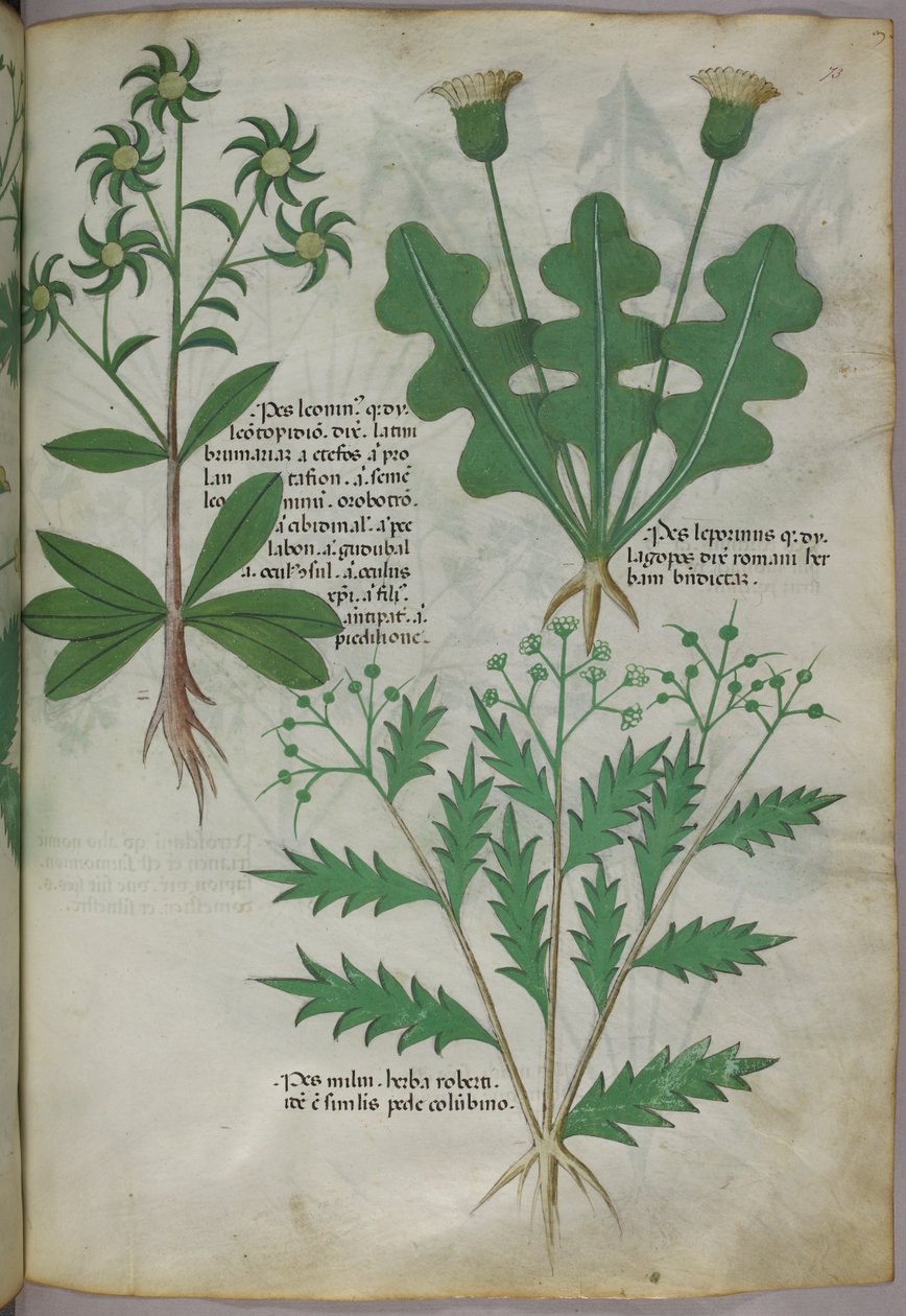 Kasvitieteellinen kuvitus, noin 1440 (tussi ja väri pergamentille). tekijältä Italian School