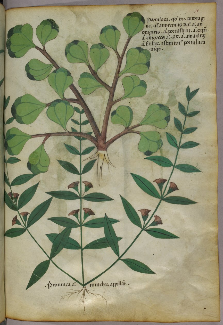Kasvitieteellinen kuvitus, noin 1440 (tussi ja väri pergamentille). tekijältä Italian School
