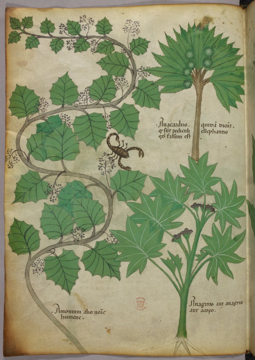 Kasvitieteellinen kuvitus, noin 1440 (tussi ja väri pergamentille). tekijältä Italian School