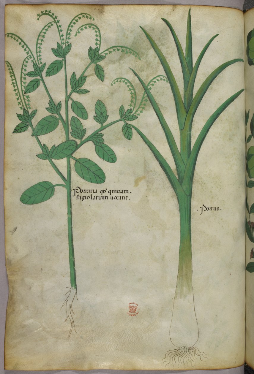 Kasvitieteellinen kuvitus, noin 1440 (tussi ja väri pergamentille). tekijältä Italian School