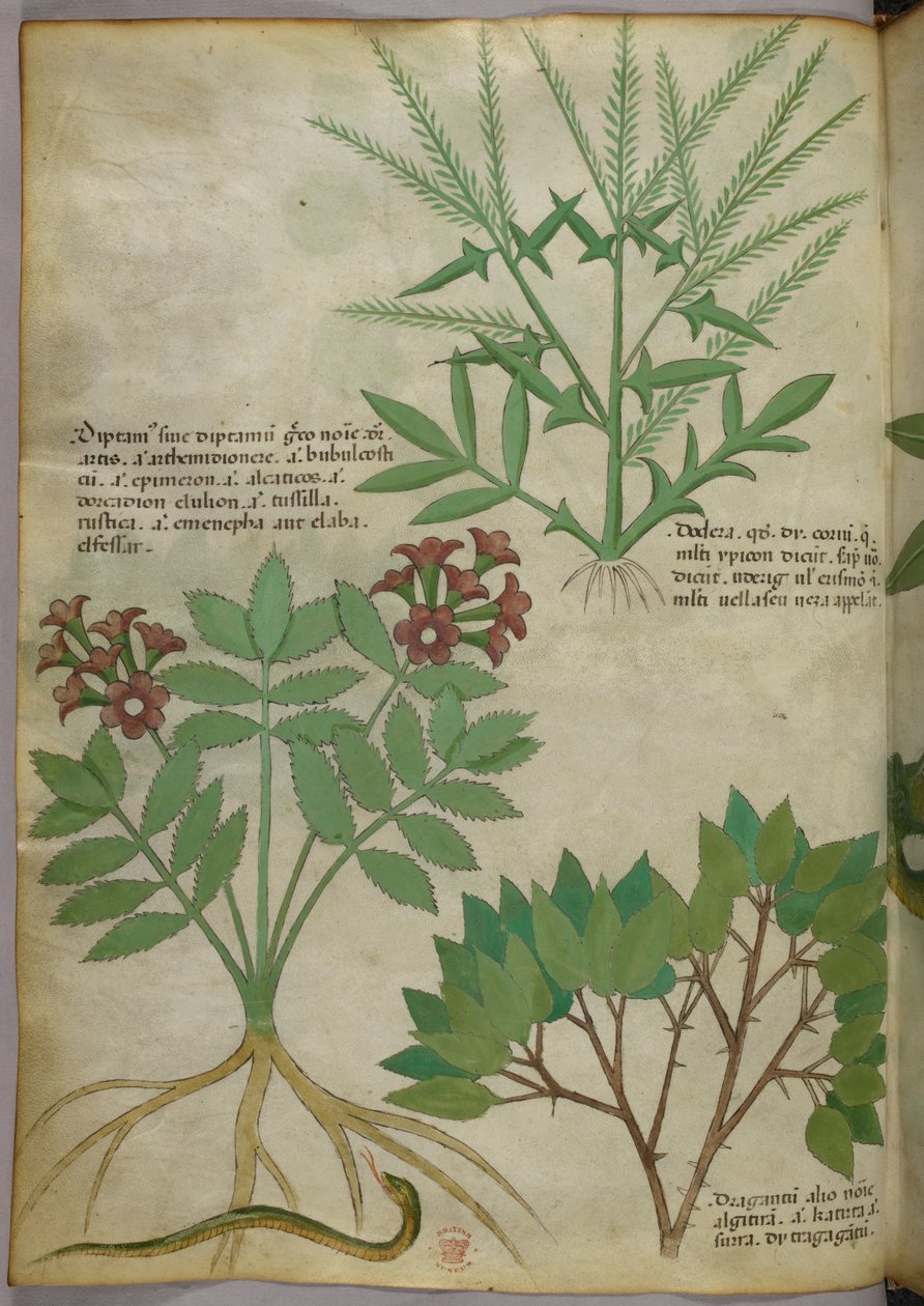 Kasvitieteellinen kuvitus, noin 1440 (tussi ja väri pergamentille). tekijältä Italian School