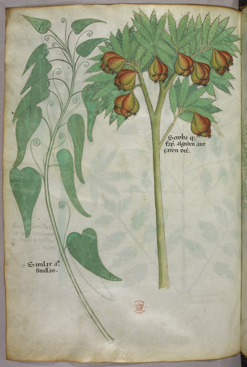 Kasvitieteellinen kuvitus, noin 1440 (tussi ja väri pergamentille). tekijältä Italian School