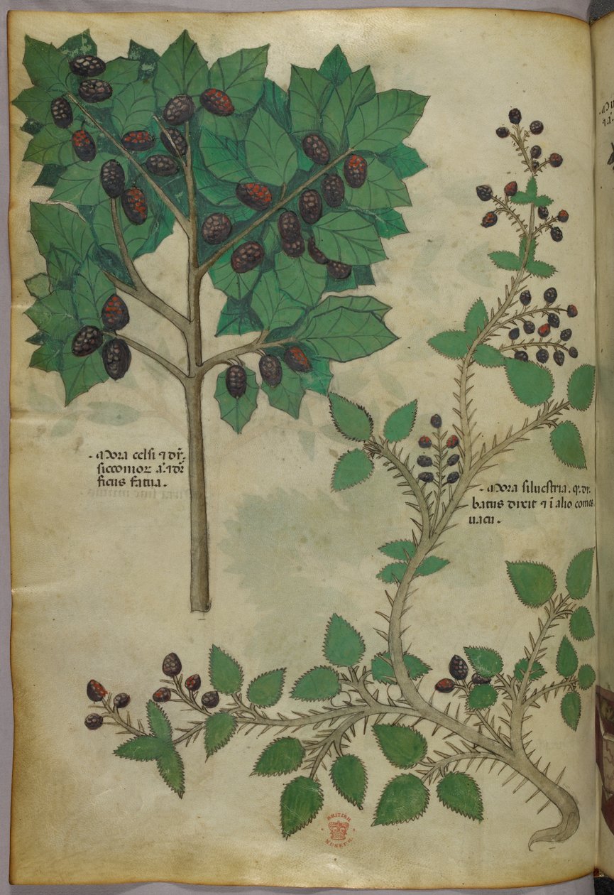 Kasvitieteellinen kuvitus, noin 1440 (tussi ja väri pergamentille). tekijältä Italian School