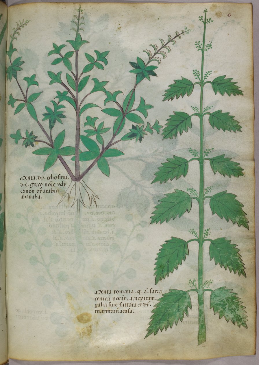 Kasvitieteellinen kuvitus, noin 1440 (tussi ja väri pergamentille). tekijältä Italian School