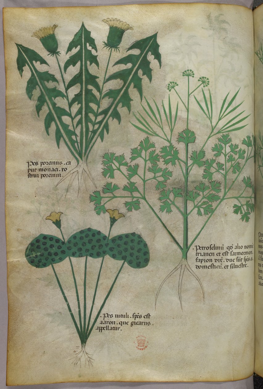 Kasvitieteellinen kuvitus, noin 1440 (tussi ja väri pergamentille). tekijältä Italian School