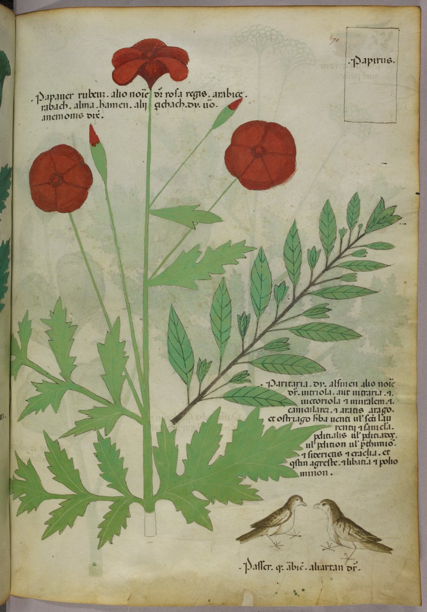 Kasvitieteellinen kuvitus, noin 1440 (tussi ja väri pergamentille). tekijältä Italian School