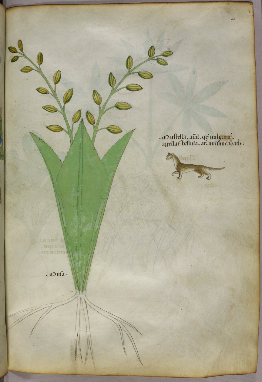 Kasvitieteellinen kuvitus, noin 1440 (tussi ja väri pergamentille). tekijältä Italian School