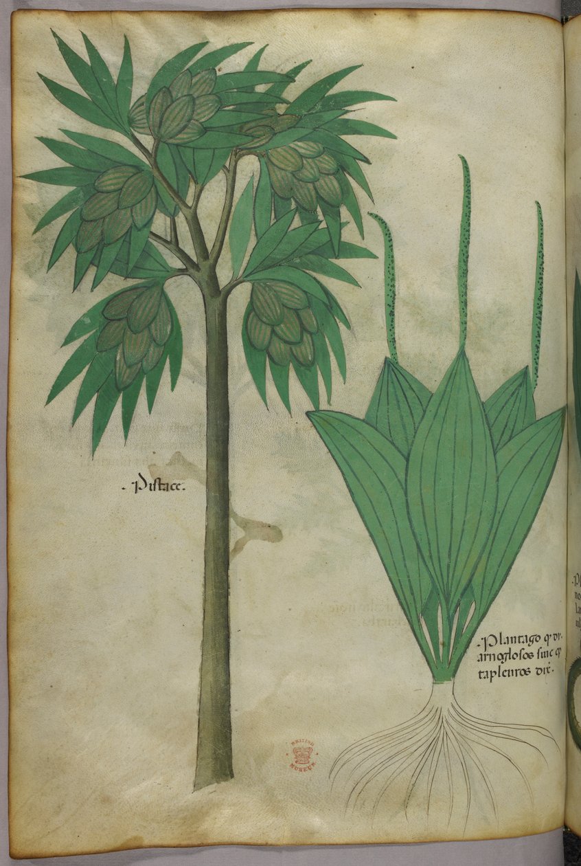 Kasvitieteellinen kuvitus, noin 1440 (tussi ja väri pergamentille). tekijältä Italian School