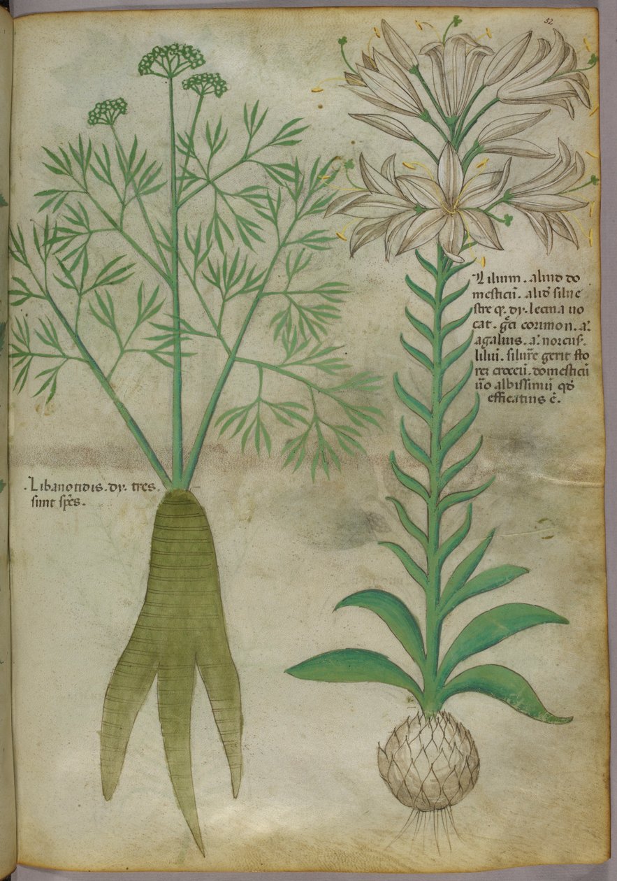 Kasvitieteellinen kuvitus, noin 1440 (tussi ja väri pergamentille). tekijältä Italian School