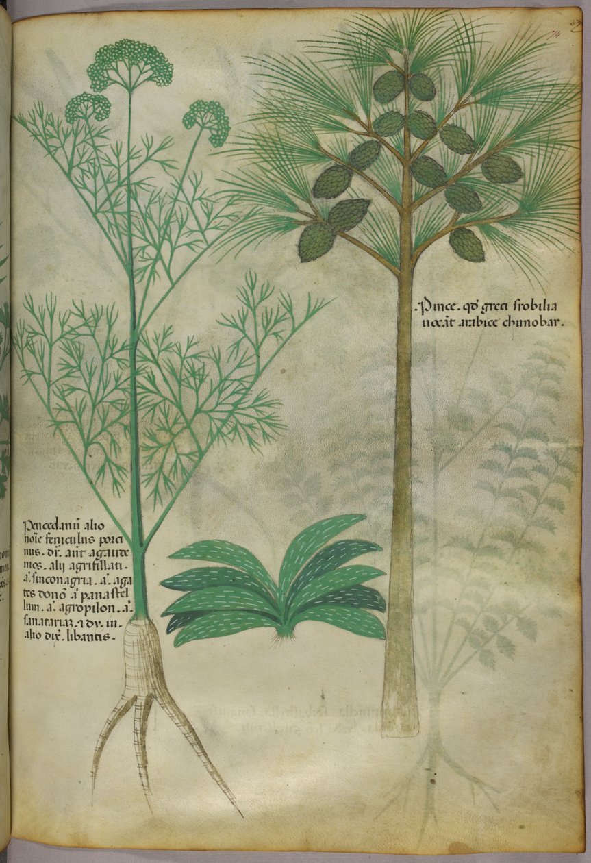 Kasvitieteellinen kuvitus, noin 1440 (tussi ja väri pergamentille). tekijältä Italian School
