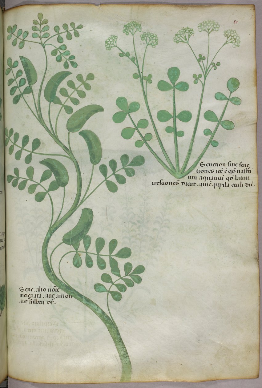 Kasvitieteellinen kuvitus, noin 1440 (tussi ja väri pergamentille). tekijältä Italian School