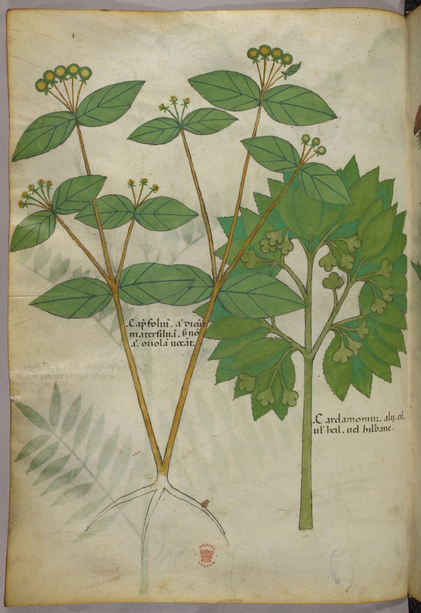 Kasvitieteellinen kuvitus, noin 1440 (tussi ja väri pergamentille). tekijältä Italian School
