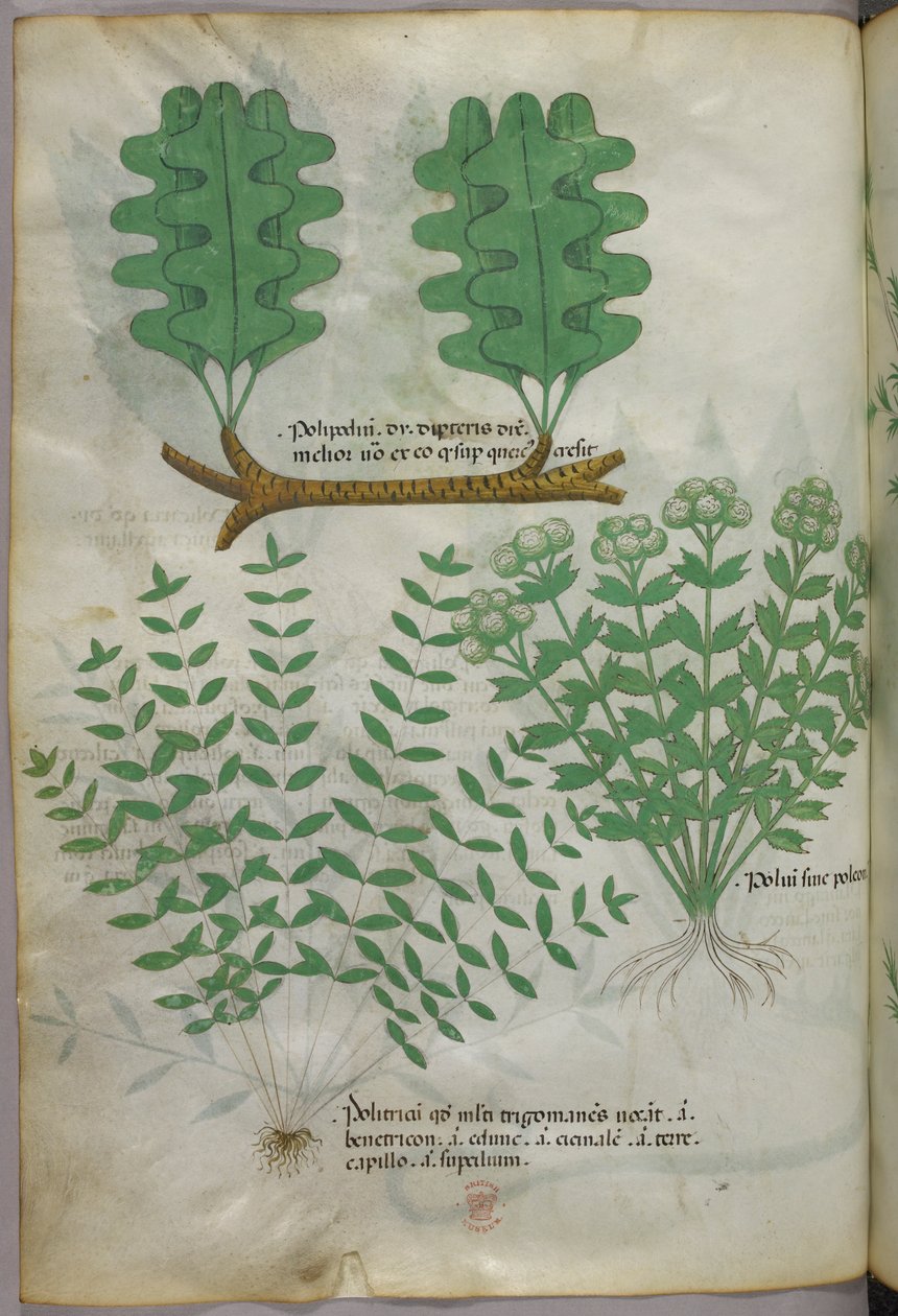 Kasvitieteellinen kuvitus, noin 1440 (tussi ja väri pergamentille). tekijältä Italian School