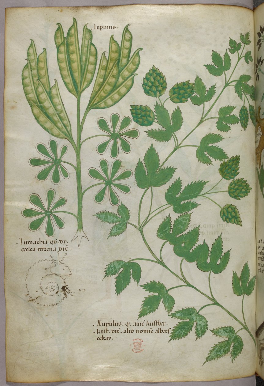 Kasvitieteellinen kuvitus, noin 1440 (tussi ja väri pergamentille). tekijältä Italian School