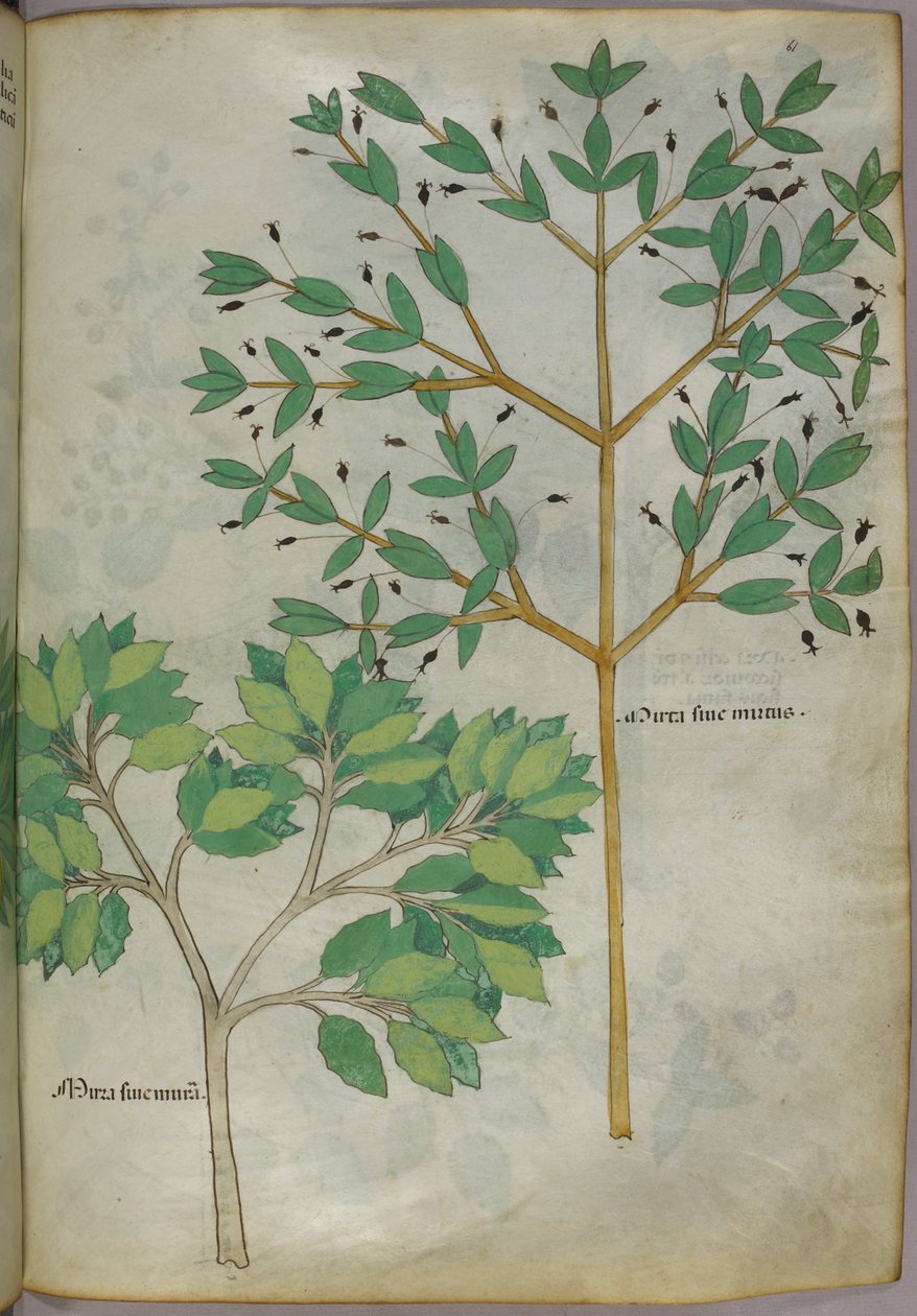 Kasvitieteellinen kuvitus, noin 1440 (tussi ja väri pergamentille). tekijältä Italian School