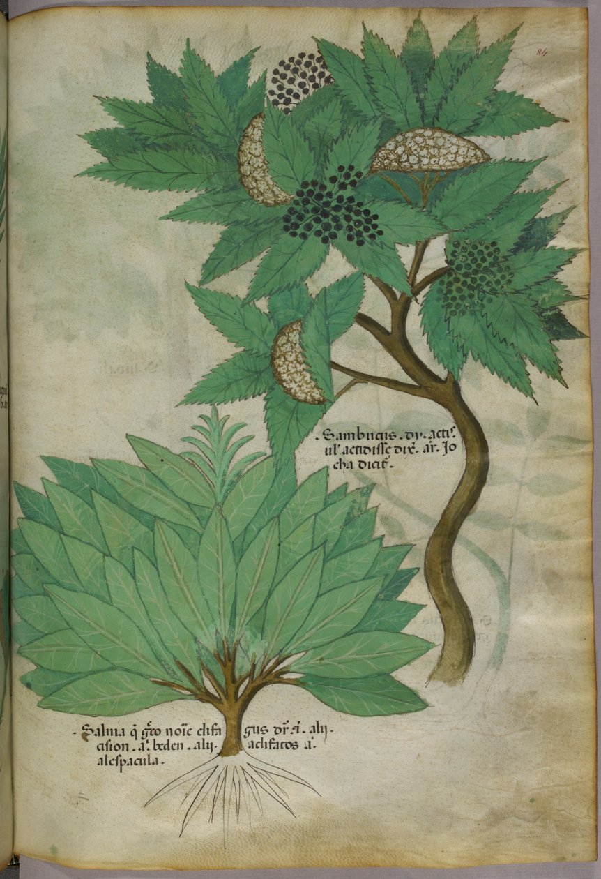 Kasvitieteellinen kuvitus, noin 1440 (tussi ja väri pergamentille). tekijältä Italian School