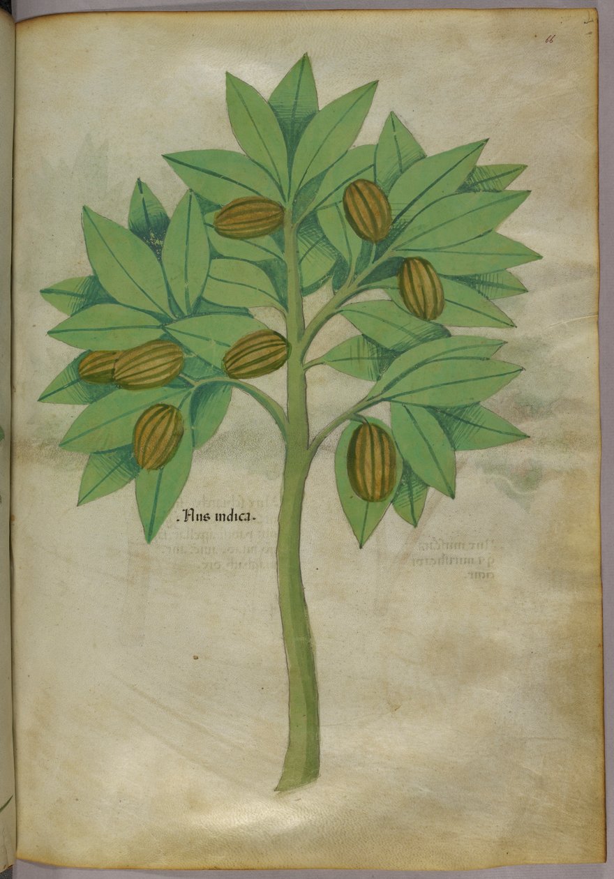Kasvitieteellinen kuvitus, noin 1440 (tussi ja väri pergamentille). tekijältä Italian School