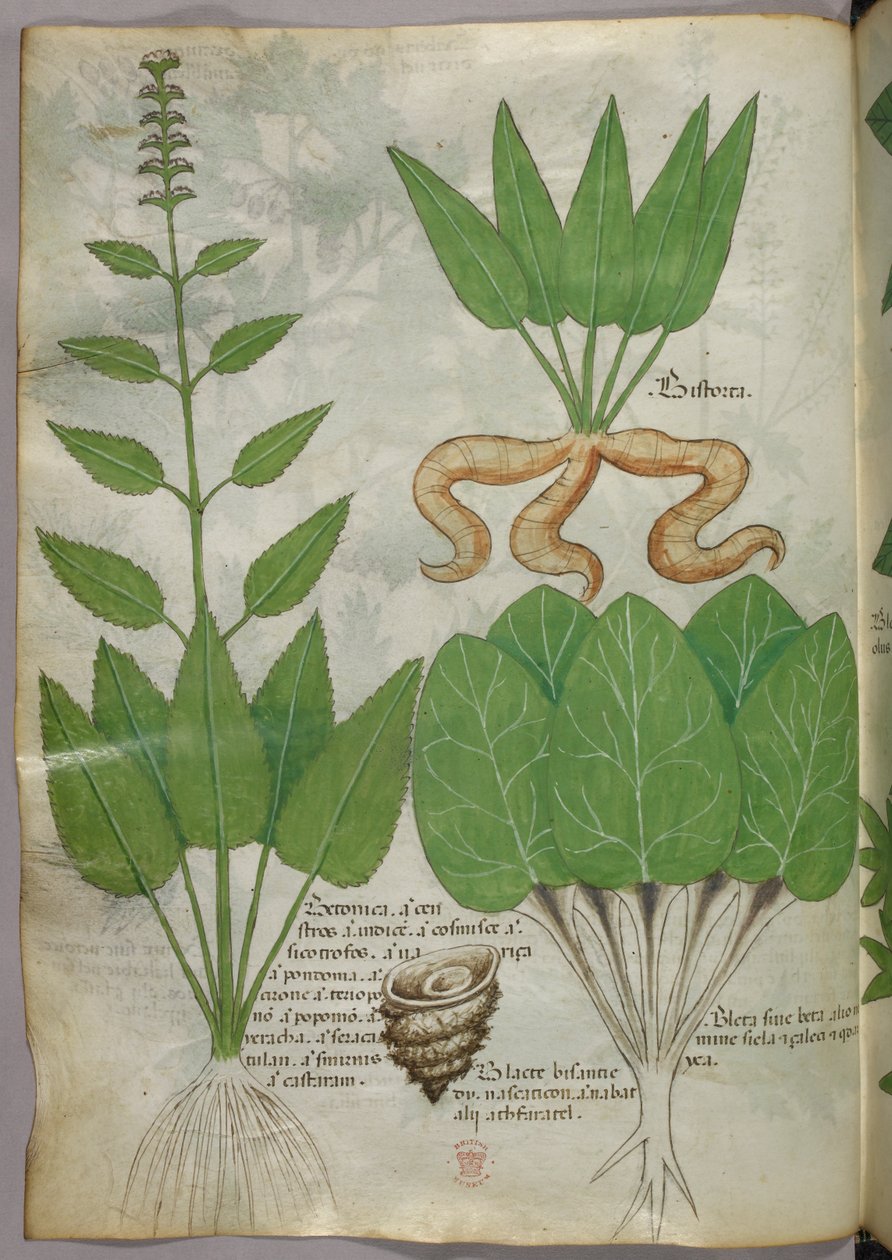 Kasvitieteellinen kuvitus, noin 1440 (tussi ja väri pergamentille). tekijältä Italian School