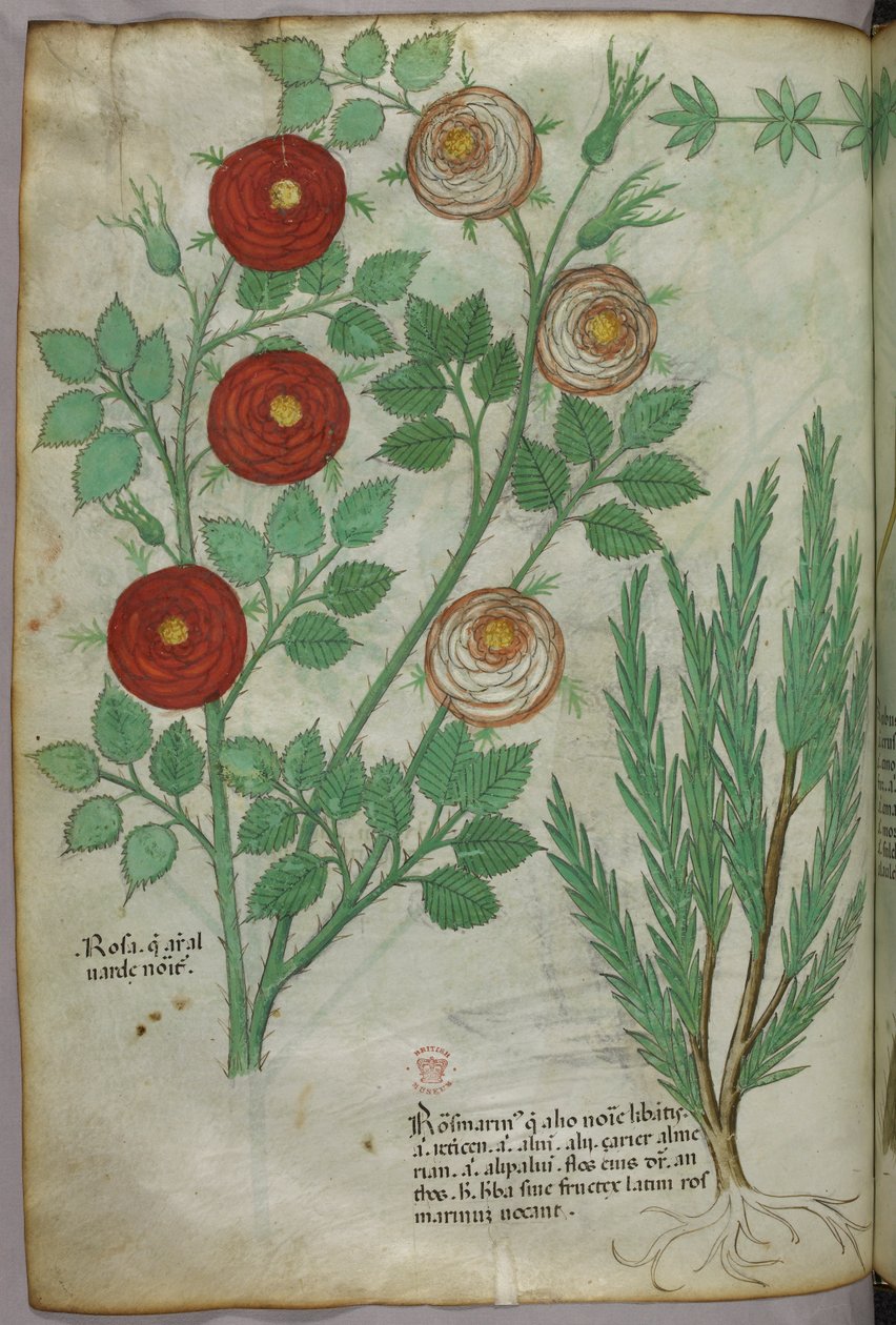 Kasvitieteellinen kuvitus, noin 1440 (tussi ja väri pergamentille). tekijältä Italian School