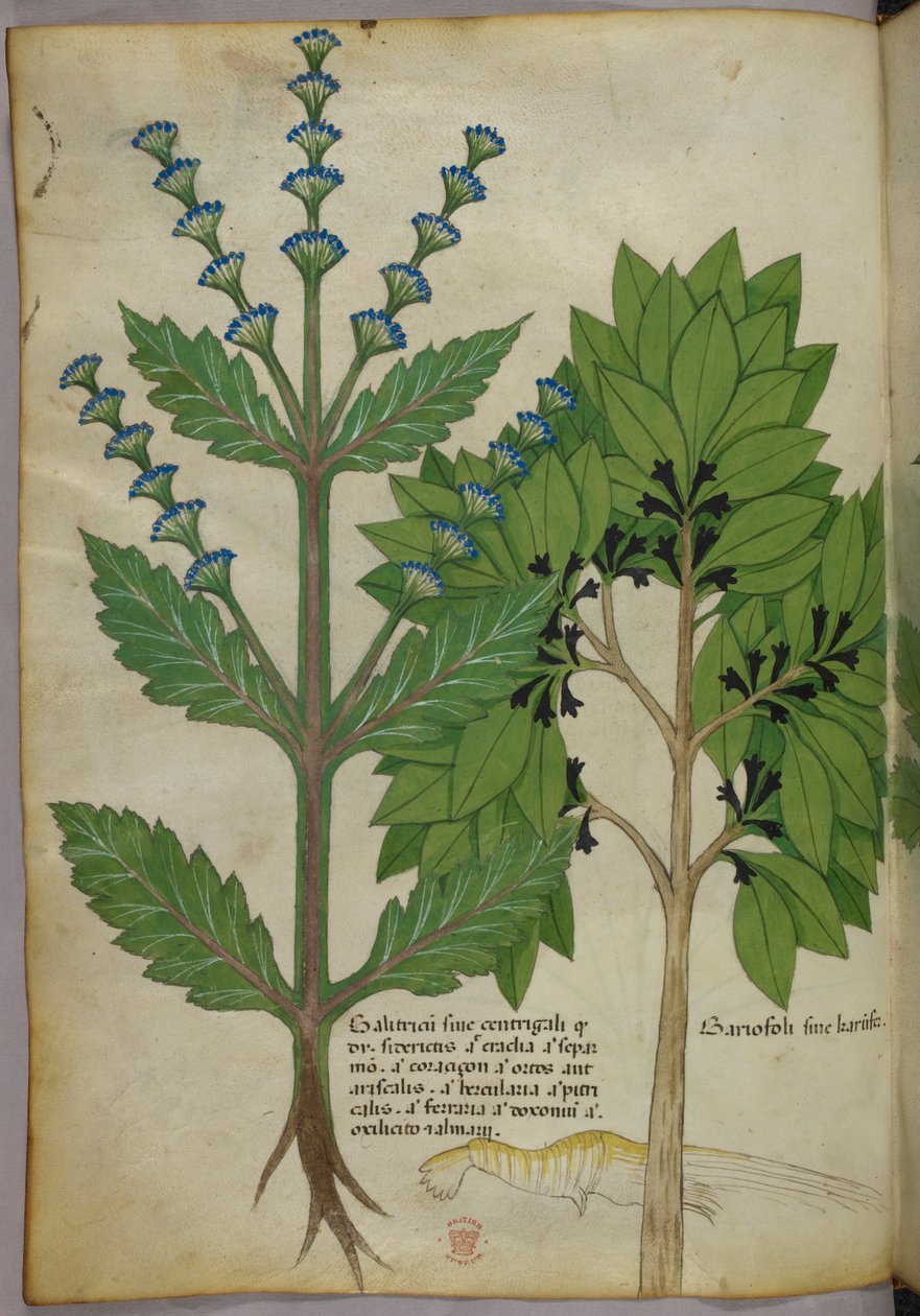 Kasvitieteellinen kuvitus teoksesta Herbal, Tractatus de Herbis, Sloane 4016 f.39v, noin 1440 (tussi ja väri pergamentilla). tekijältä Italian School