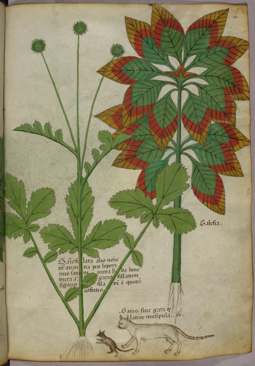 Kasvitieteellinen kuvitus teoksesta Herbal, Tractatus de Herbis, Sloane 4016 f.40r, n.1440, n.1440 (tussi ja väri pergamentilla). tekijältä Italian School